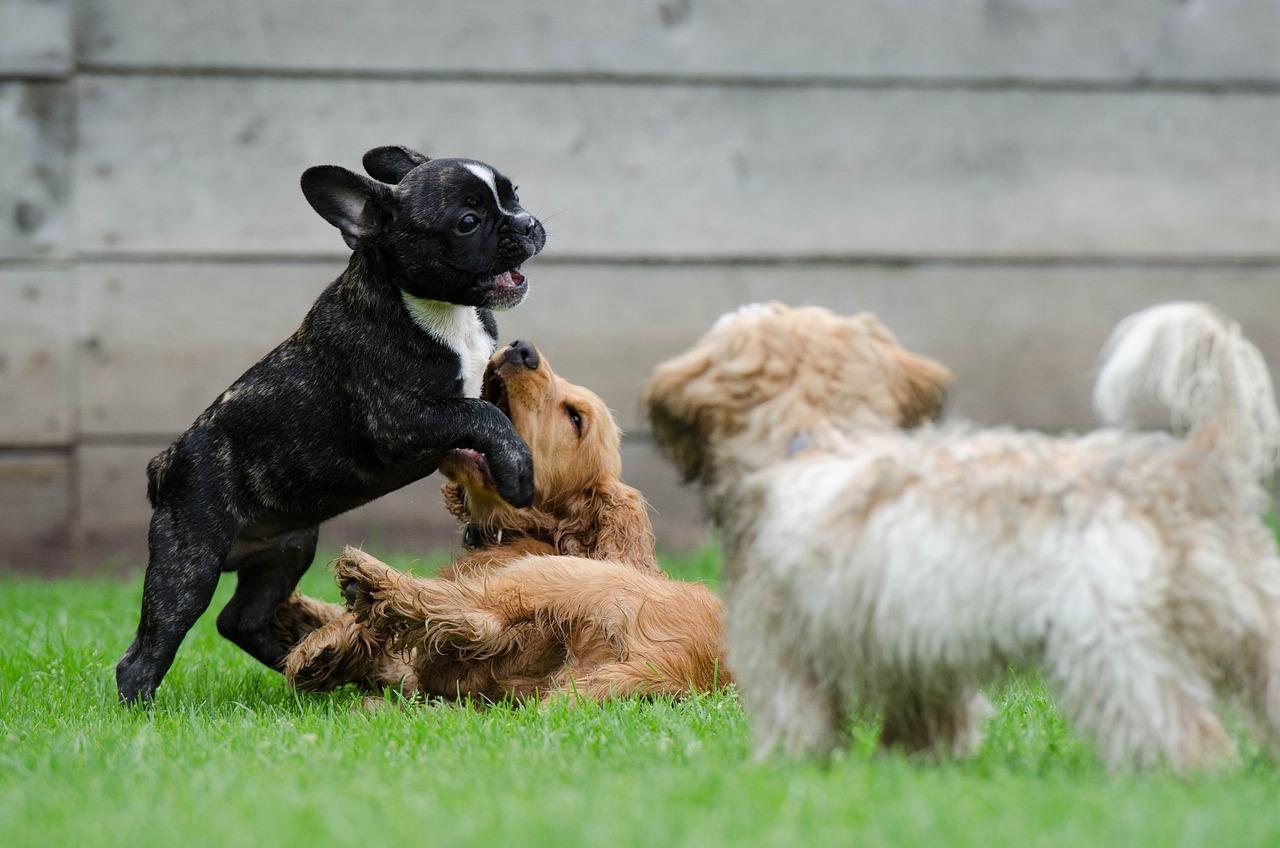 Playing puppies g1d5a3b47a 1280